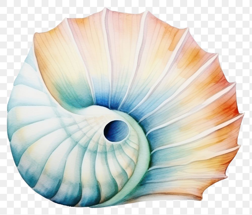 PNG Seashell invertebrate cephalopod pattern. AI generated Image by rawpixel.