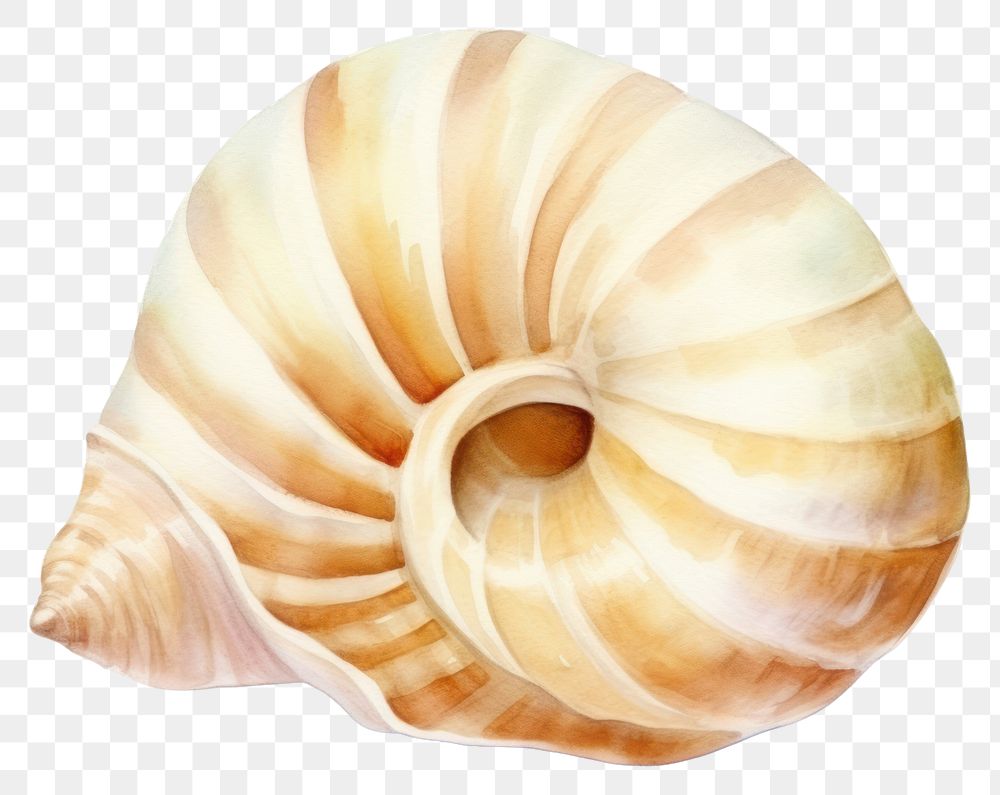 PNG Seashell animal conch invertebrate. AI generated Image by rawpixel.