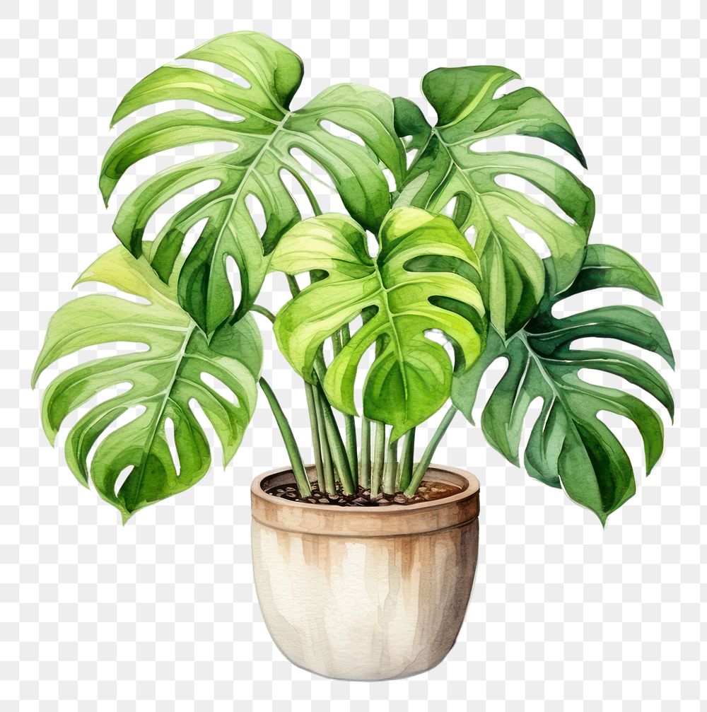 PNG Plant leaf white background houseplant. 