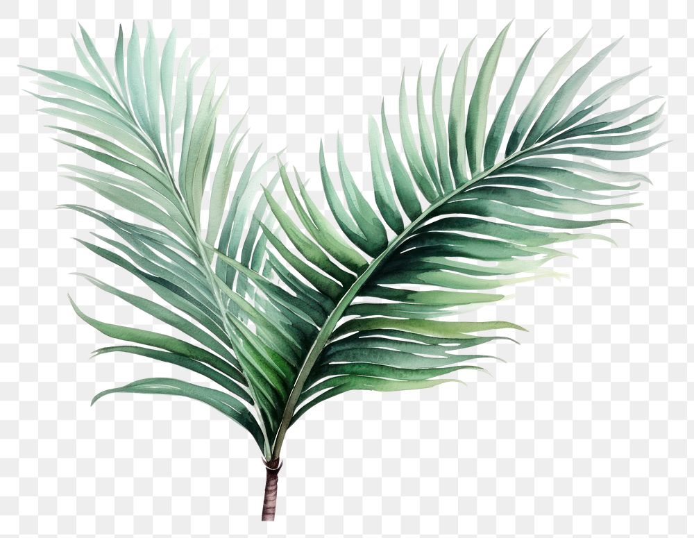 PNG Plant leaf tree freshness. 