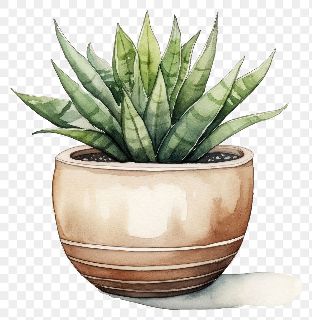 PNG Plant aloe vase houseplant. AI generated Image by rawpixel.