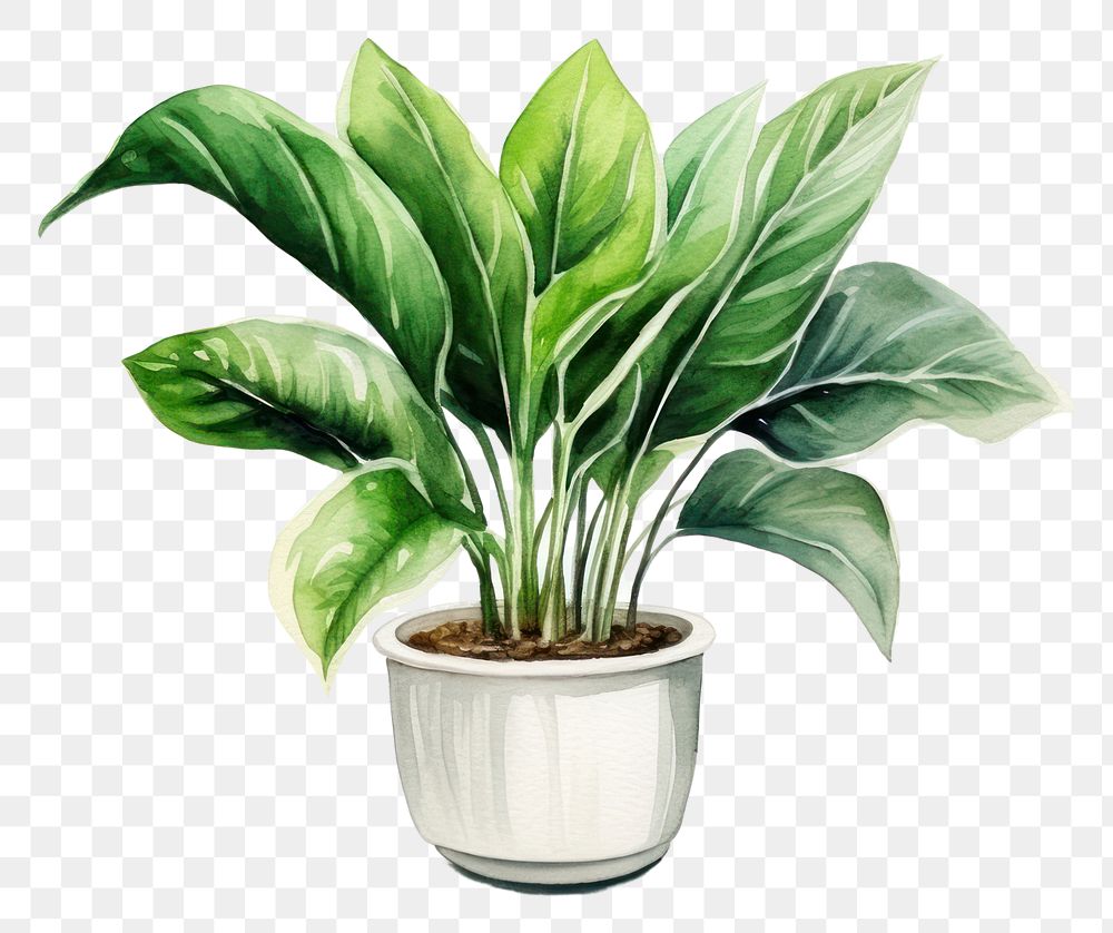 PNG Plant houseplant leaf vase. AI generated Image by rawpixel.