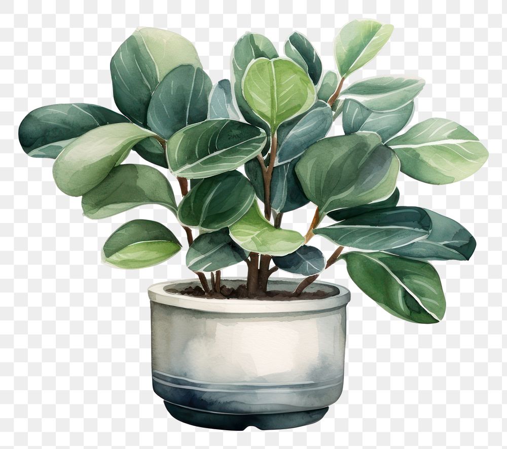 PNG Plant leaf white background houseplant. AI generated Image by rawpixel.