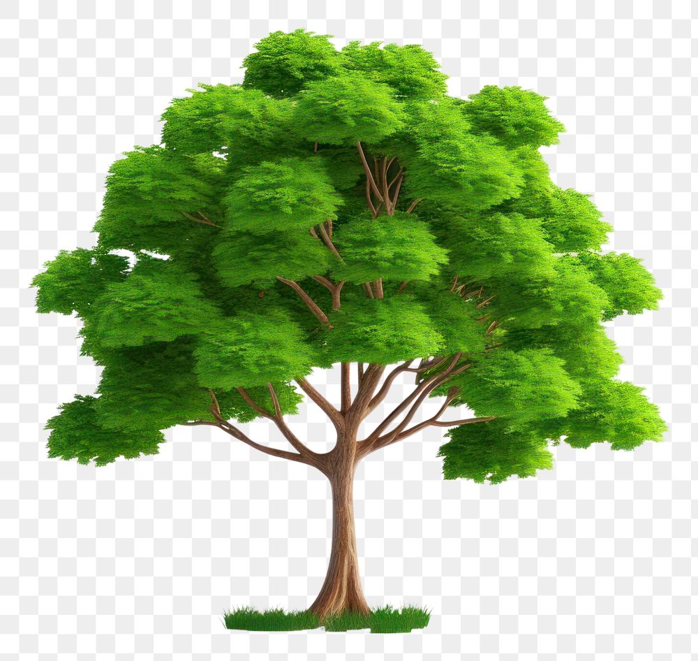 PNG Tree outdoors nature plant. AI generated Image by rawpixel.