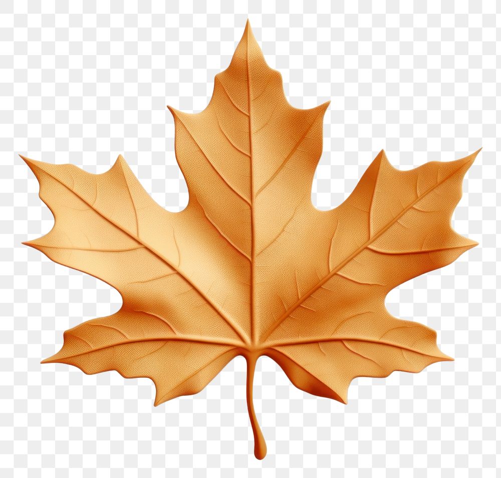 PNG Maple leaf plant tree. 