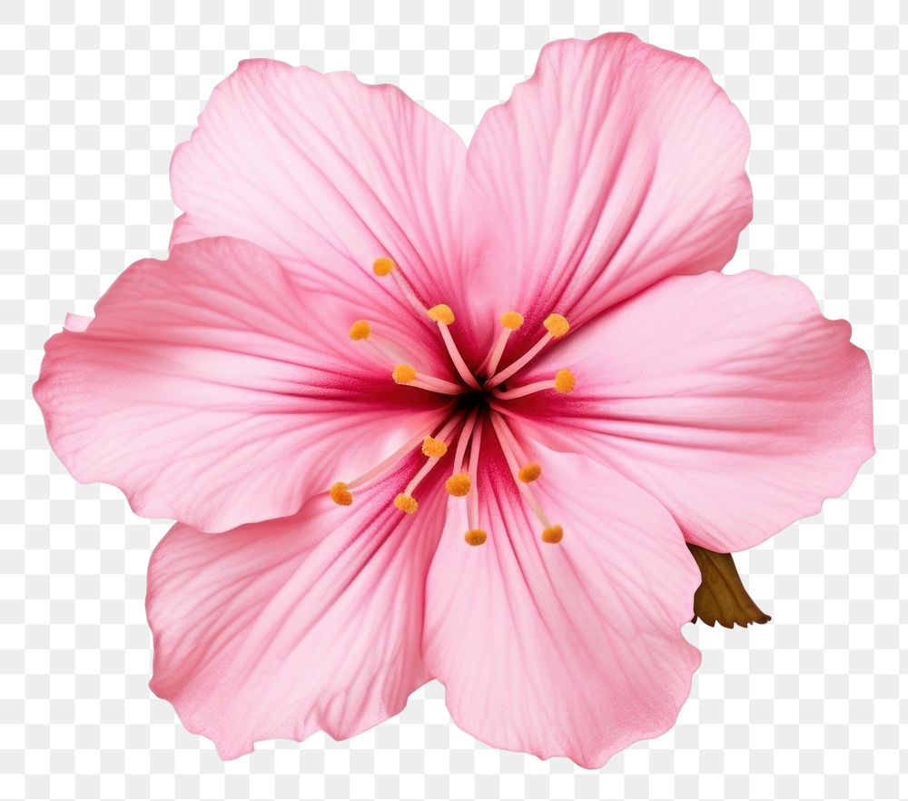 PNG Flower hibiscus blossom petal. 