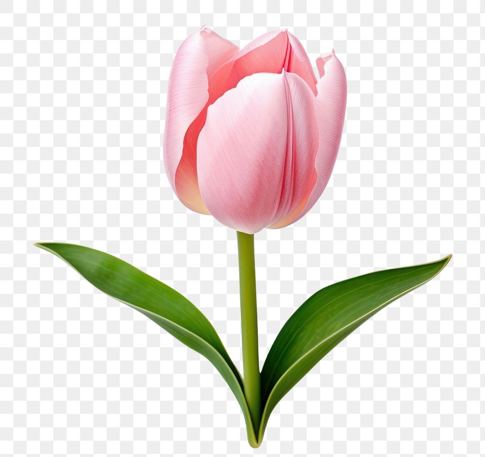 PNG Blossom flower tulip plant.