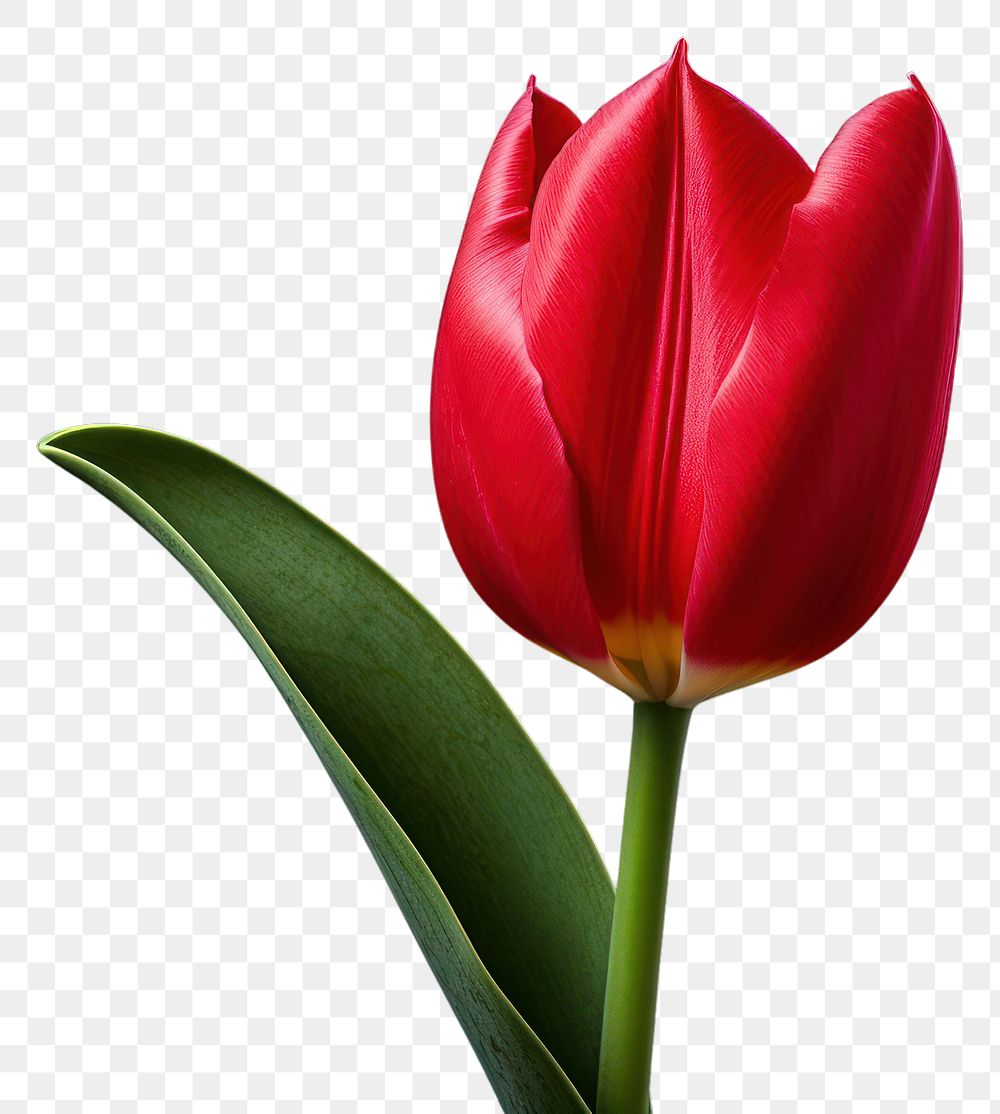 PNG Flower tulip plant inflorescence. 