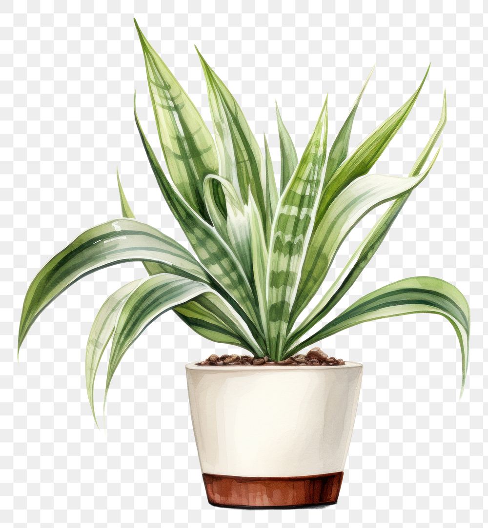 PNG Plant houseplant leaf bromeliaceae. AI generated Image by rawpixel.