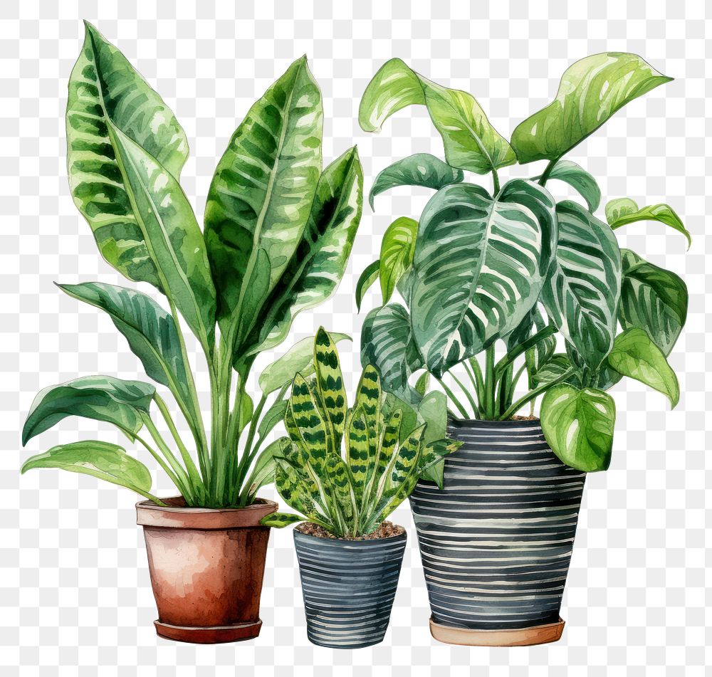 PNG Plant houseplant leaf freshness. 