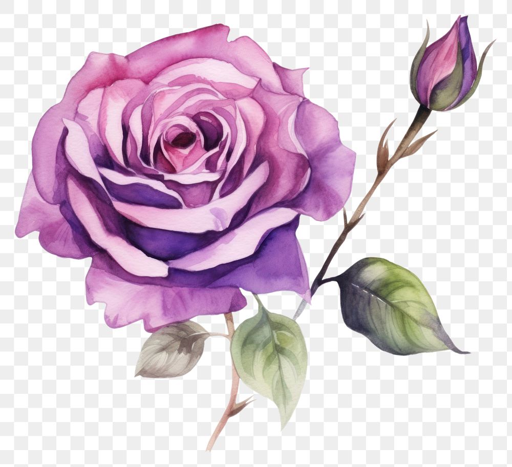 PNG Rose flower purple plant. AI generated Image by rawpixel.