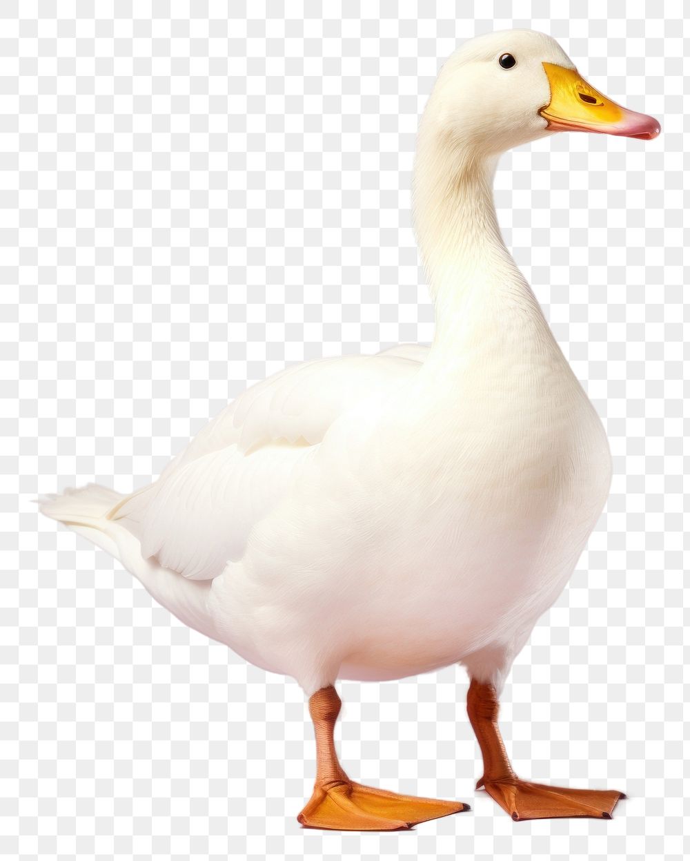 PNG Duck animal goose white. AI generated Image by rawpixel.