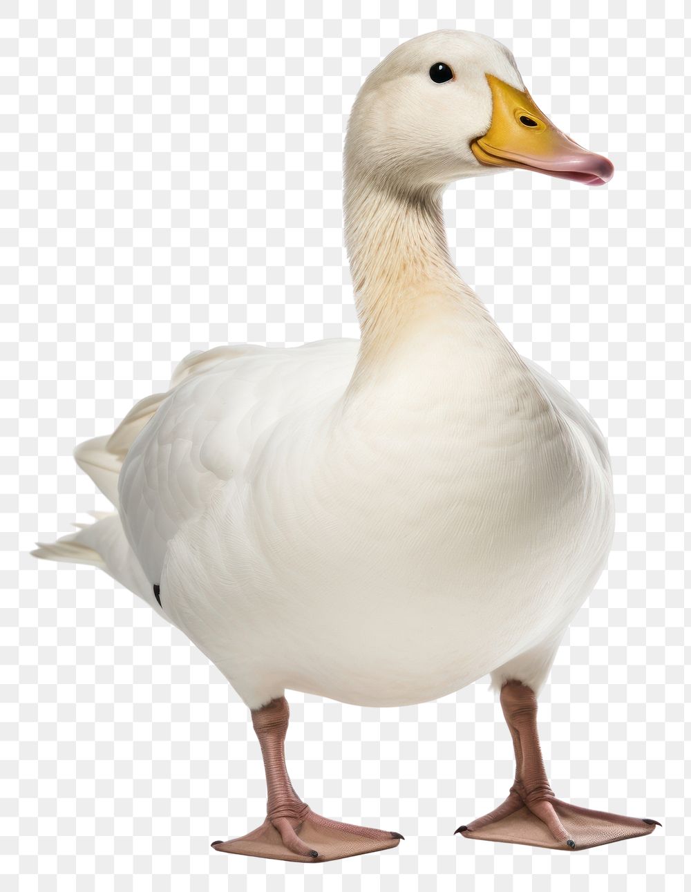 PNG Duck animal goose white. AI generated Image by rawpixel.