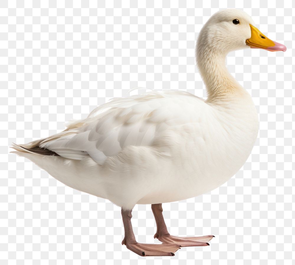 PNG Animal goose white bird. AI generated Image by rawpixel.