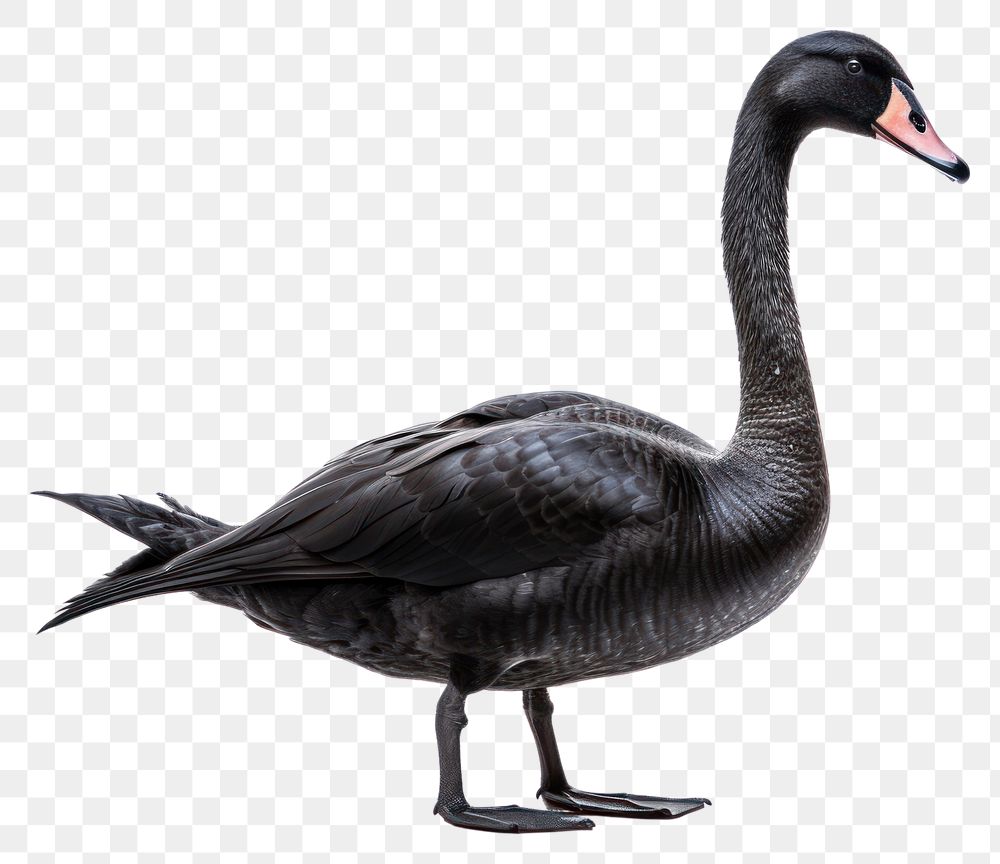 PNG Swan animal goose black. 