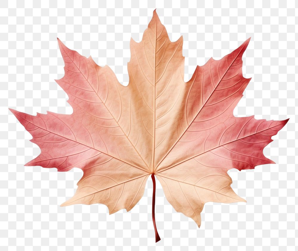 PNG Maple leaf plant tree. 