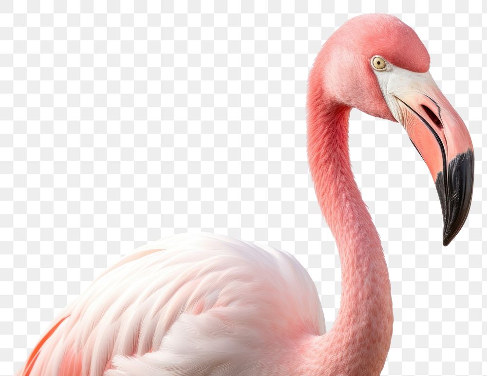 PNG Flamingo bird animal beak. AI generated Image by rawpixel.