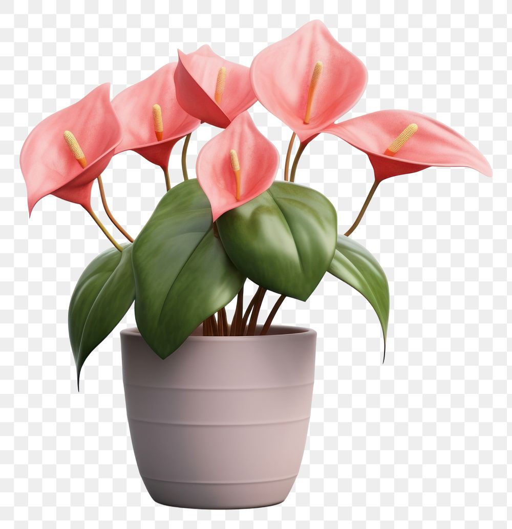 PNG Flower flowerpot anthurium plant. AI generated Image by rawpixel.