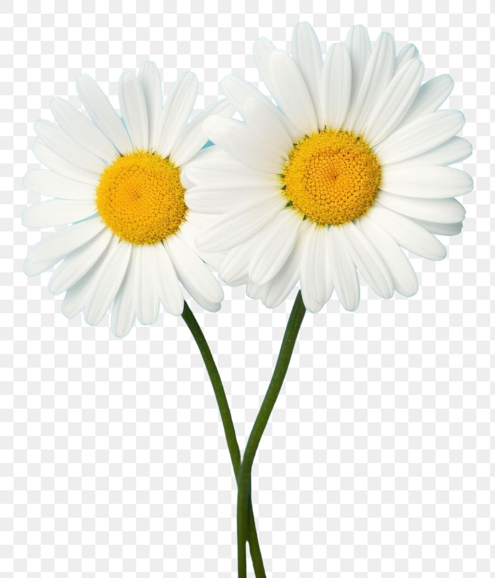 PNG Flower daisy plant inflorescence. AI generated Image by rawpixel.