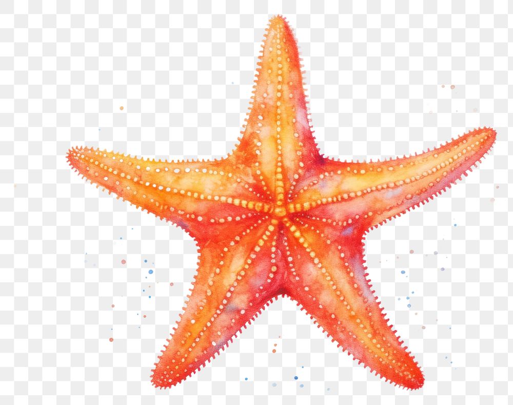 PNG Starfish white background invertebrate echinoderm, digital paint illustration. AI generated image