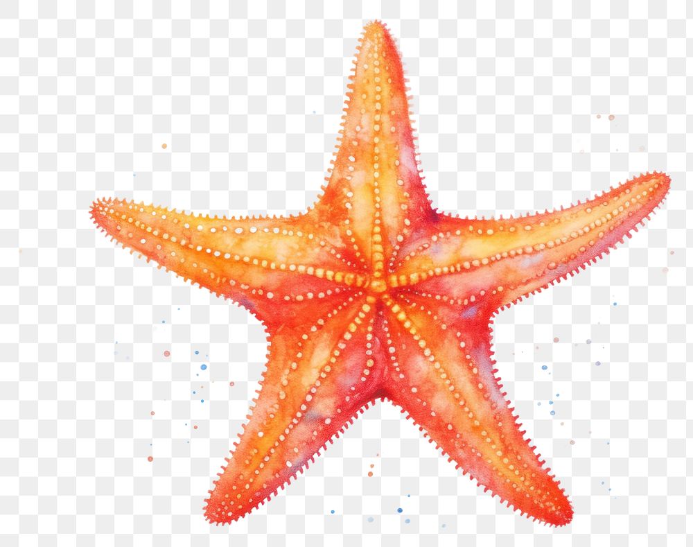 PNG vibrant starfish ocean beauty