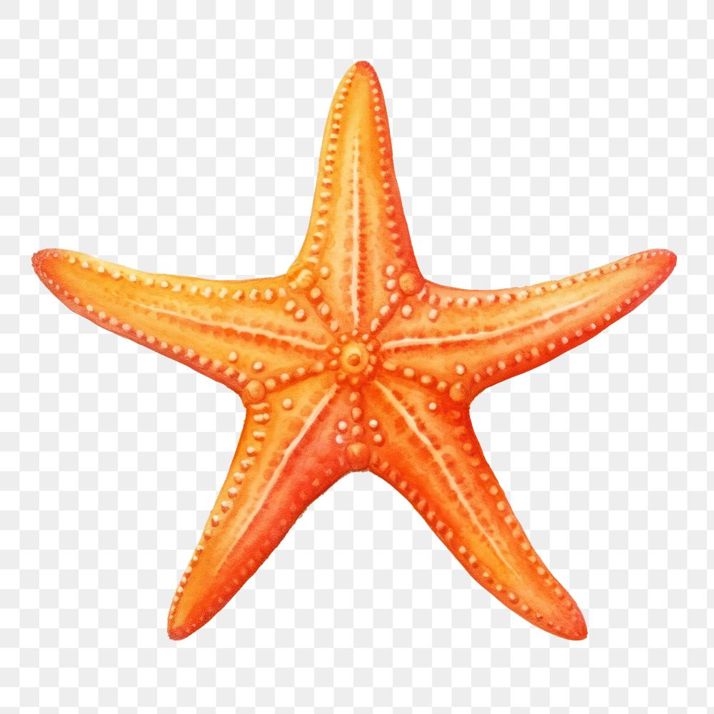 PNG Starfish animal white background invertebrate, digital paint illustration. AI generated image