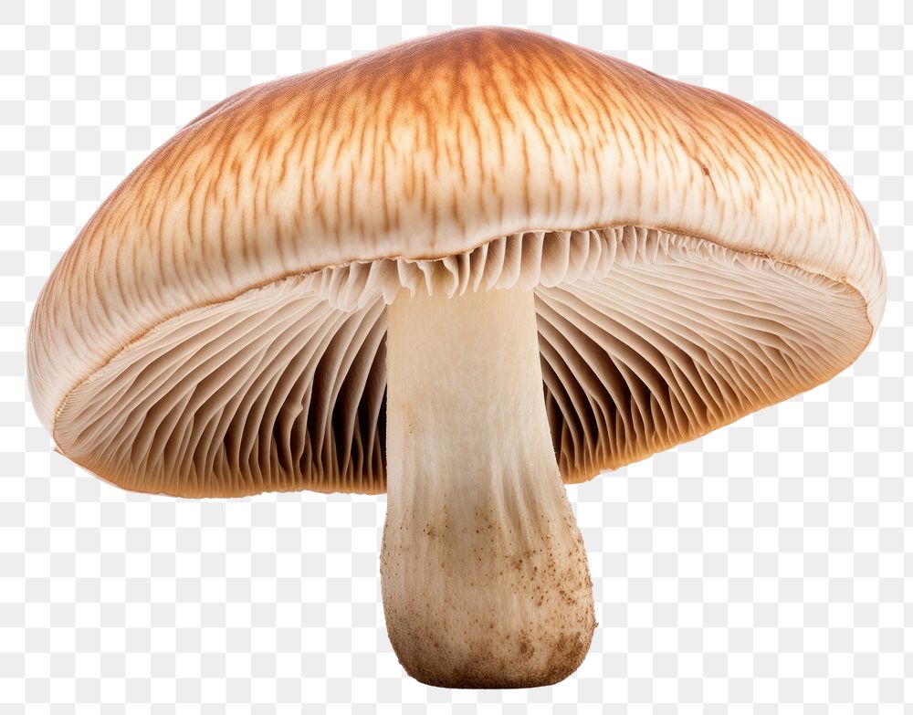 PNG Mushroom fungus agaric agaricaceae. AI generated Image by rawpixel.