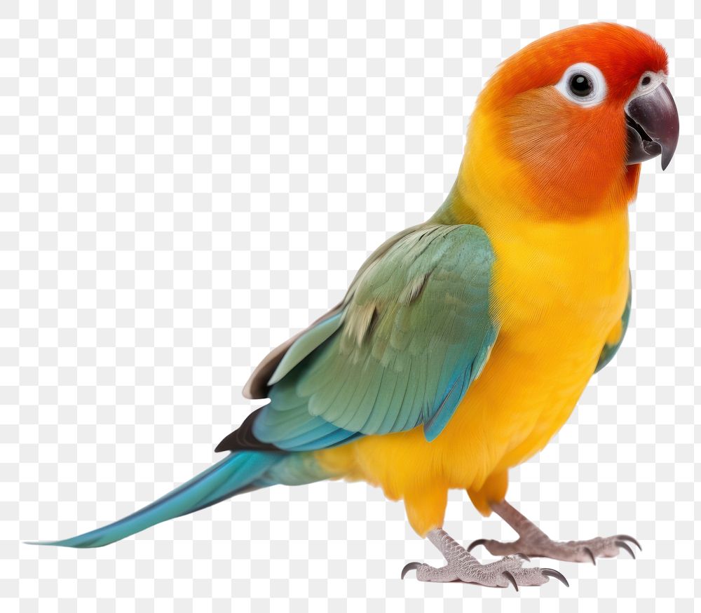 PNG Parrot bird lovebird animal. 