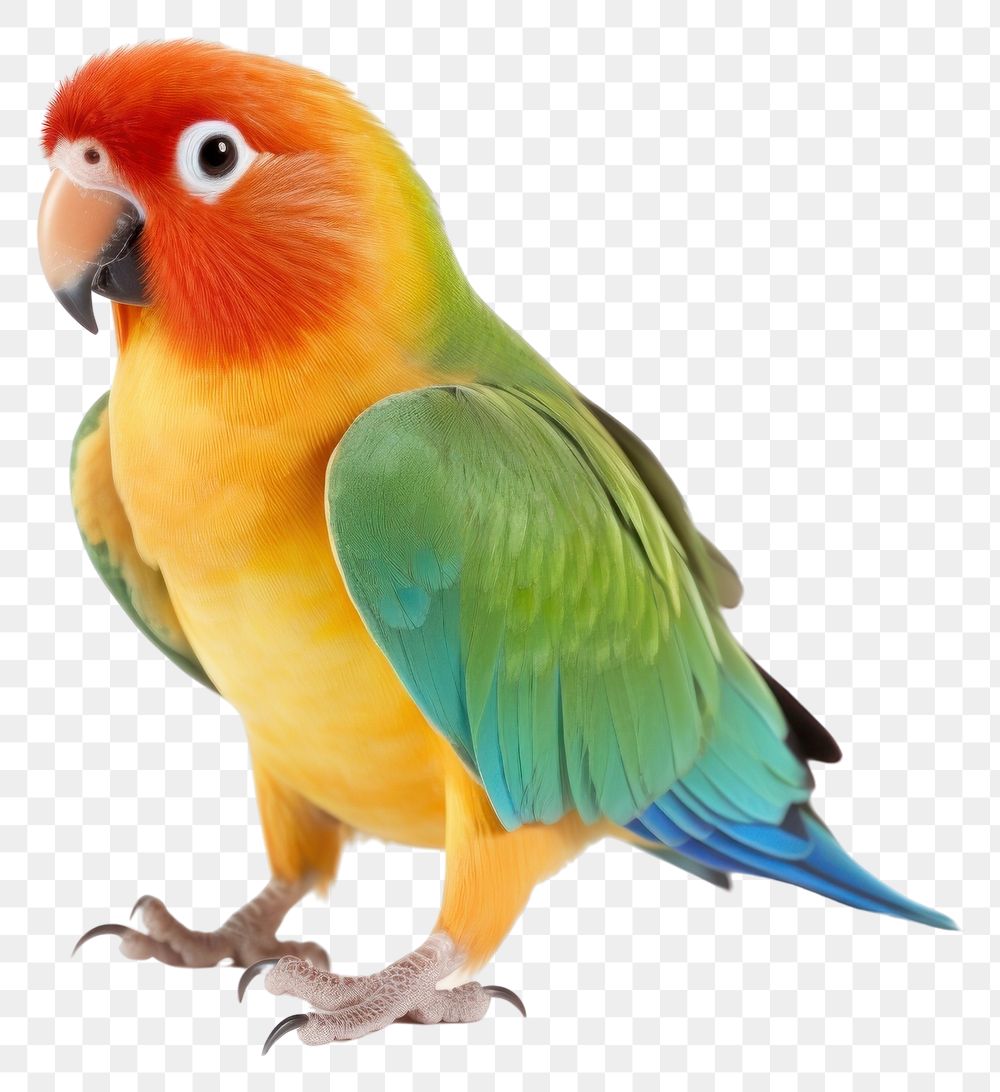 PNG Parrot bird lovebird animal. 