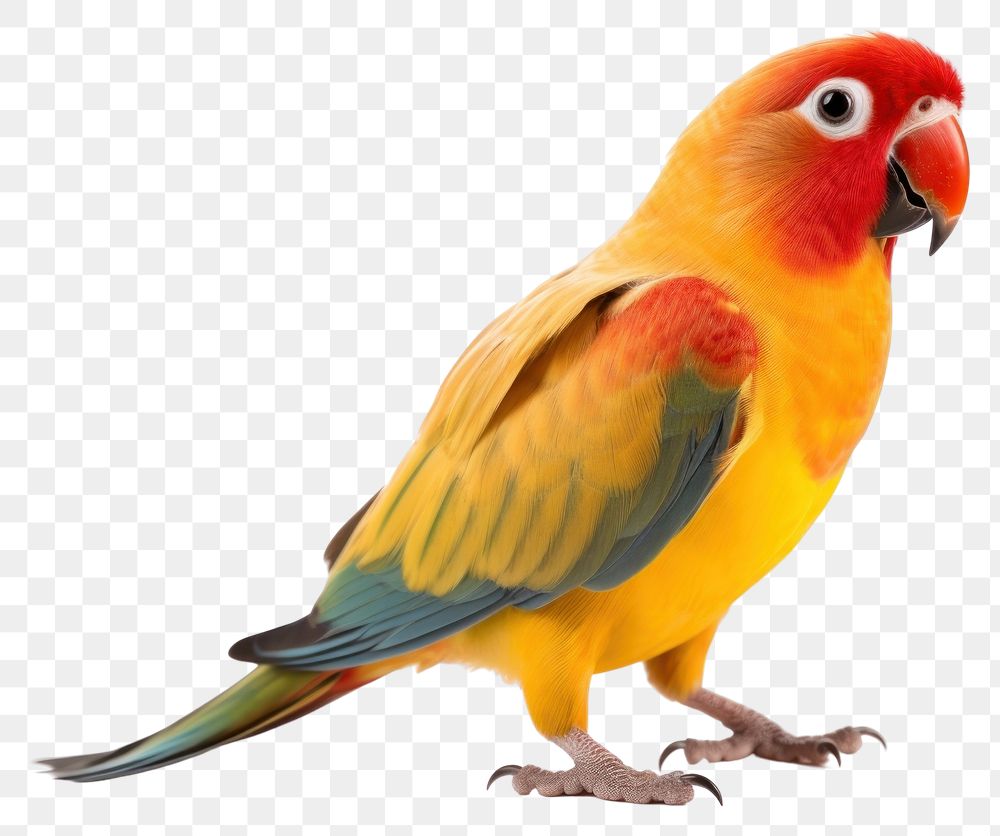 PNG Parrot bird lovebird animal. AI generated Image by rawpixel.