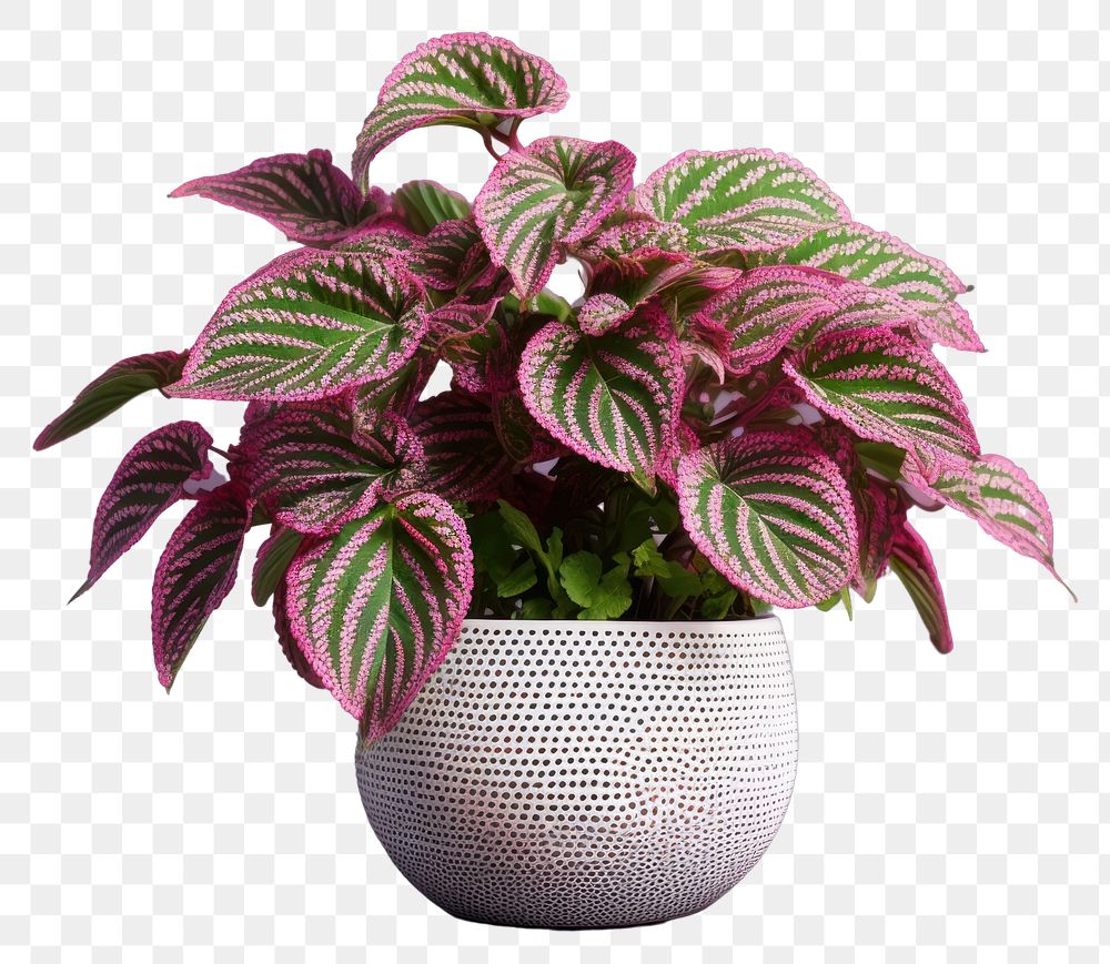 PNG Plant flower vase leaf. AI generated Image by rawpixel.