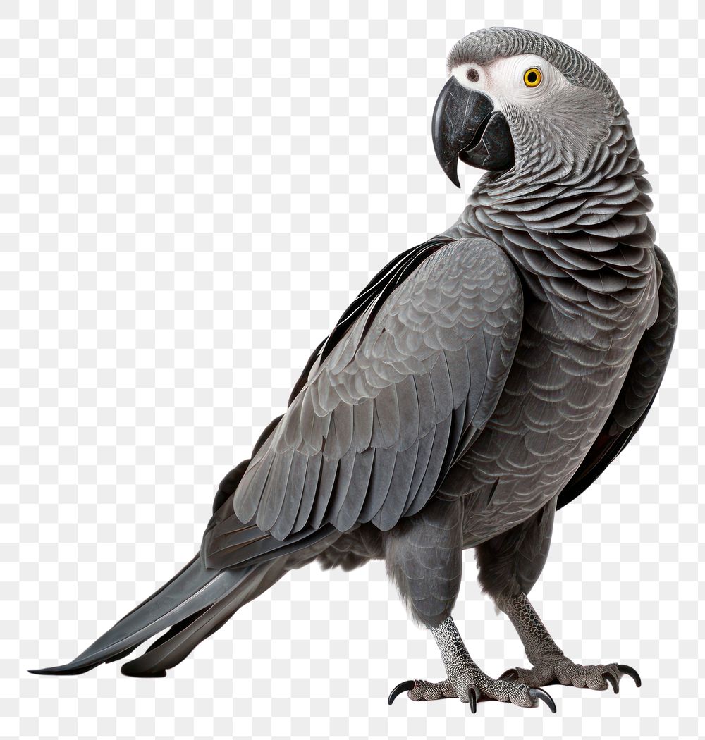 PNG Parrot animal bird  