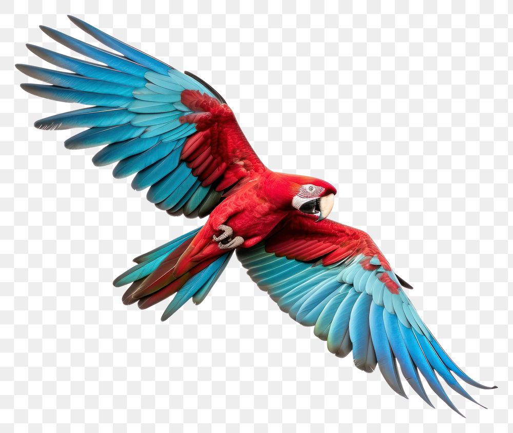 PNG Parrot animal macaw bird. AI generated Image by rawpixel.