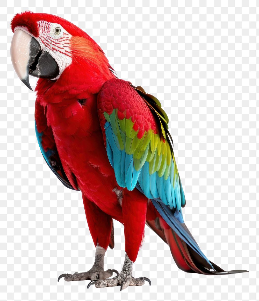 PNG Parrot animal macaw bird. 