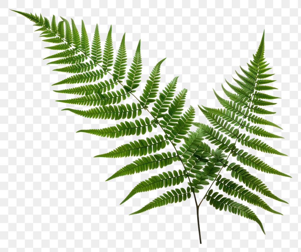 PNG Plant fern green leaf. AI generated Image by rawpixel.