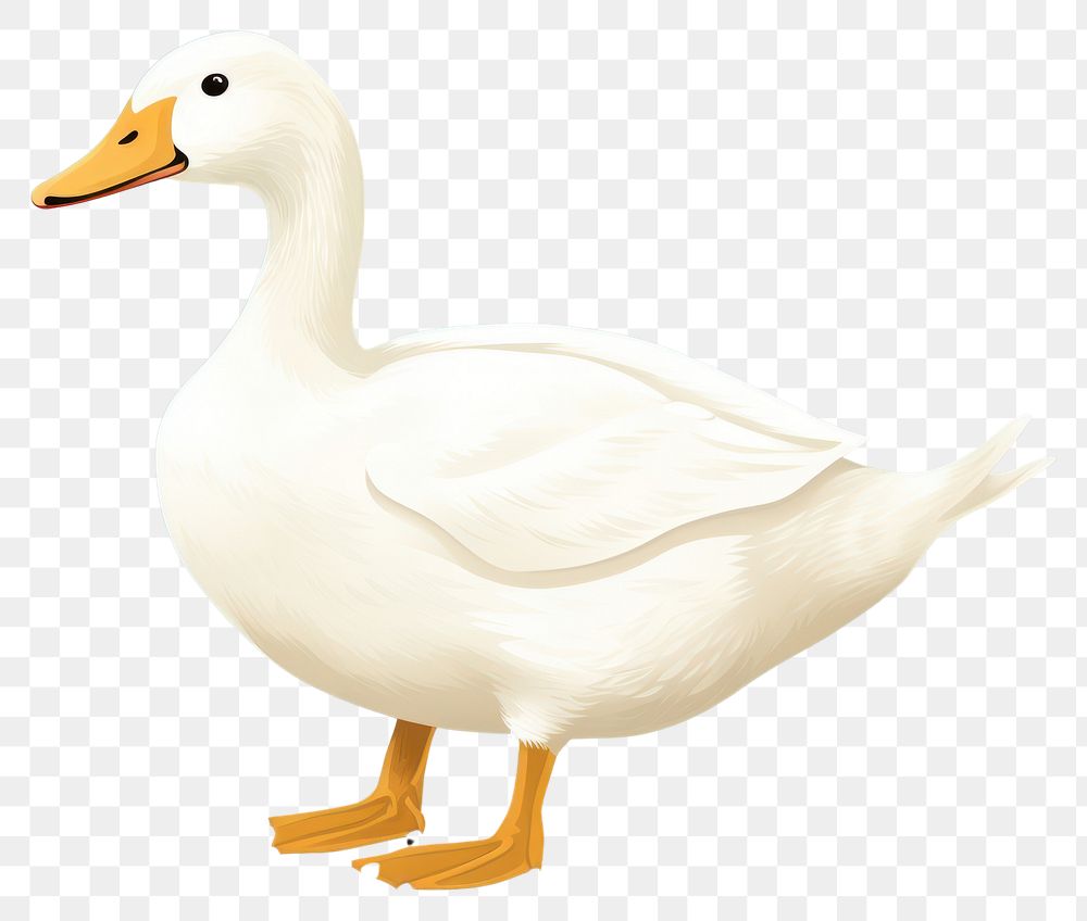 PNG Duck animal goose white. AI generated Image by rawpixel.