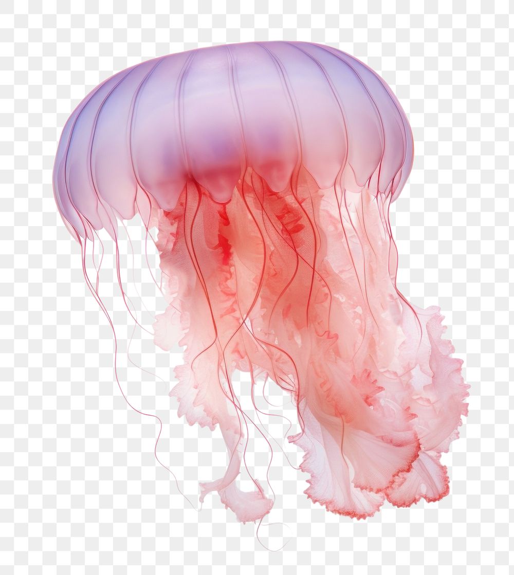 PNG  Jellyfish invertebrate zooplankton translucent. AI generated Image by rawpixel.