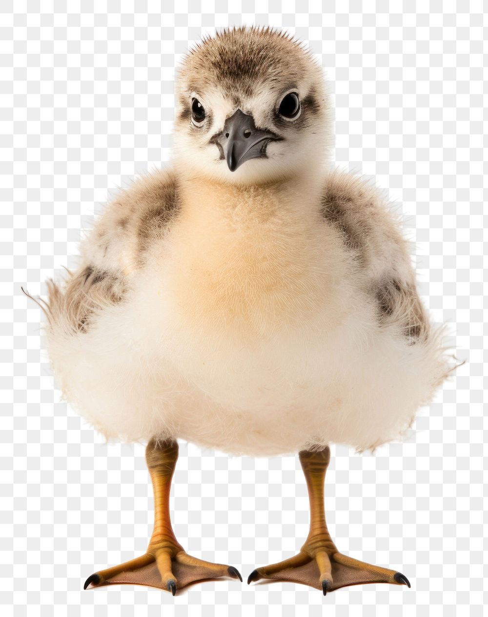PNG Animal goose bird beak. AI generated Image by rawpixel.