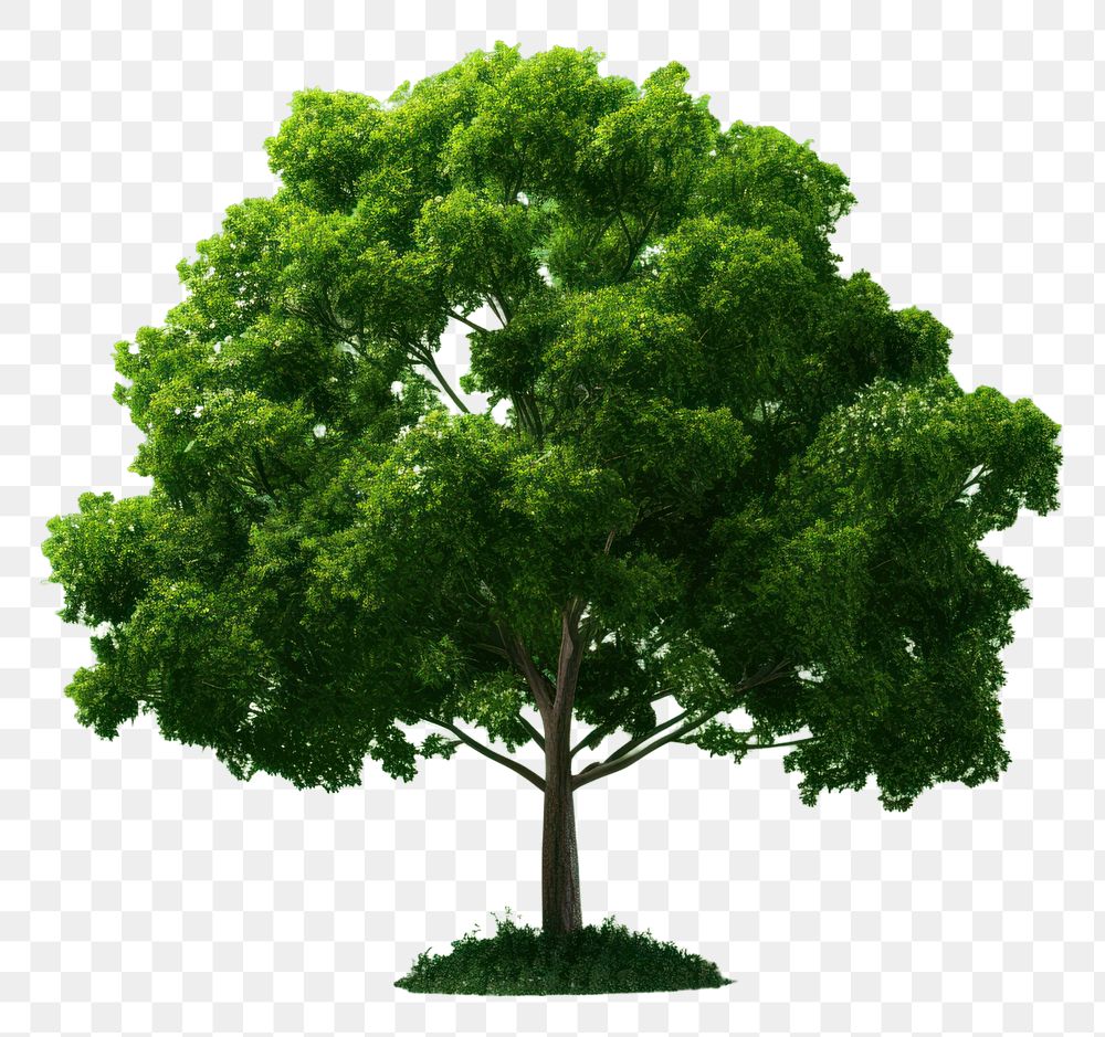 PNG Plant tree tranquility outdoors. AI generated Image by rawpixel.
