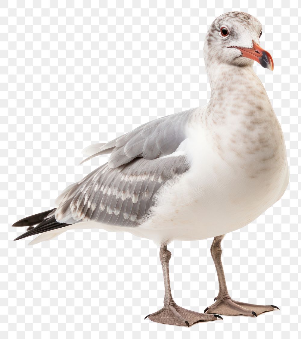 PNG Seagull animal bird beak. AI generated Image by rawpixel.