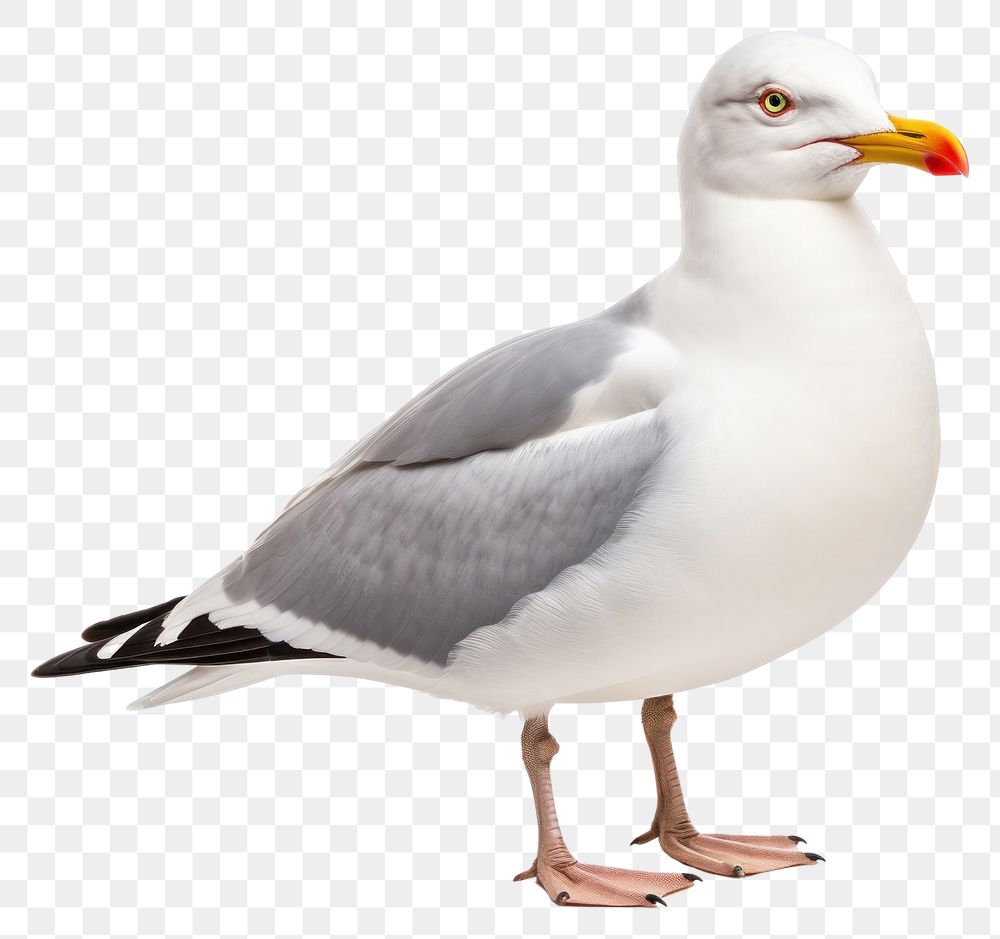 PNG Seagull animal beak bird. 