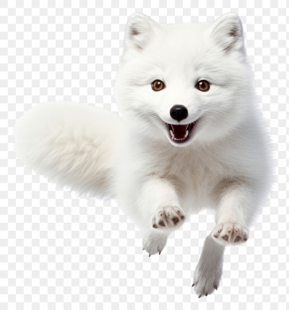 PNG Arctic fox jumping wildlife mammal animal. AI generated Image by rawpixel.