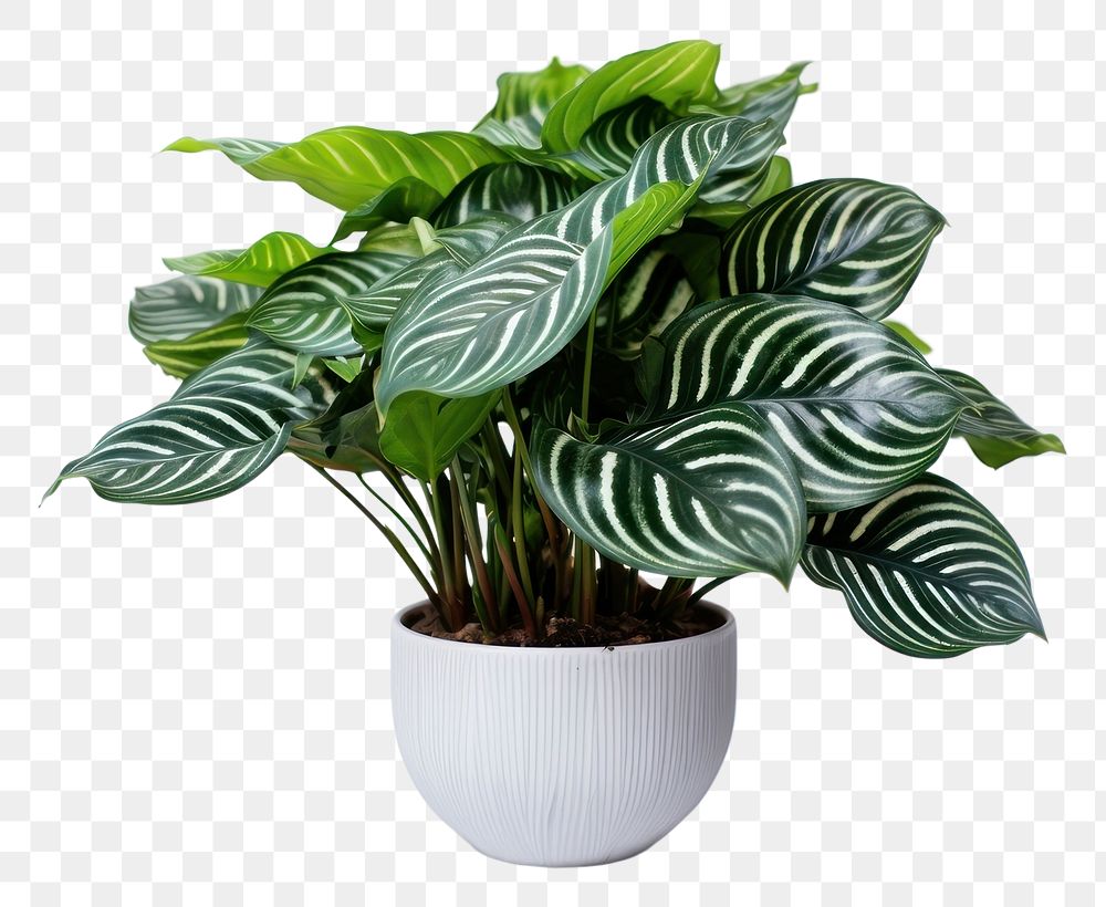 PNG Plant leaf houseplant freshness. 