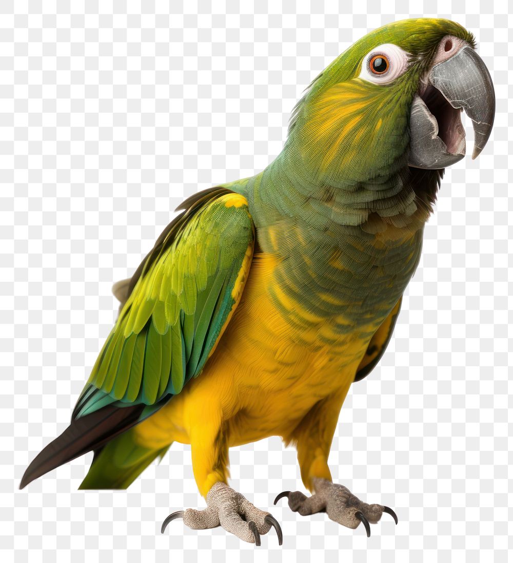 PNG Animal parrot bird wildlife. 