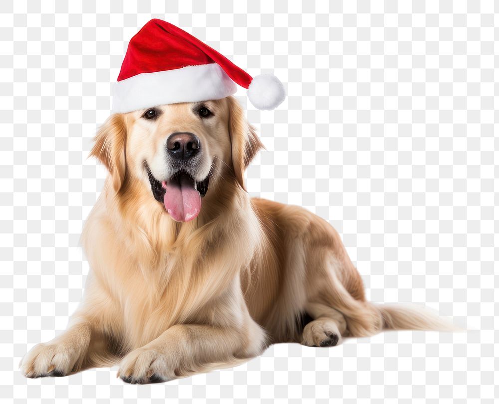 PNG Retriever christmas mammal animal. AI generated Image by rawpixel.