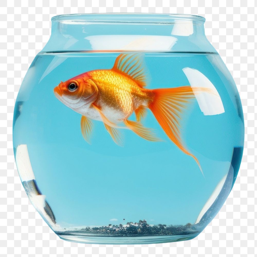 PNG Goldfish aquarium animal transparent. AI generated Image by rawpixel.