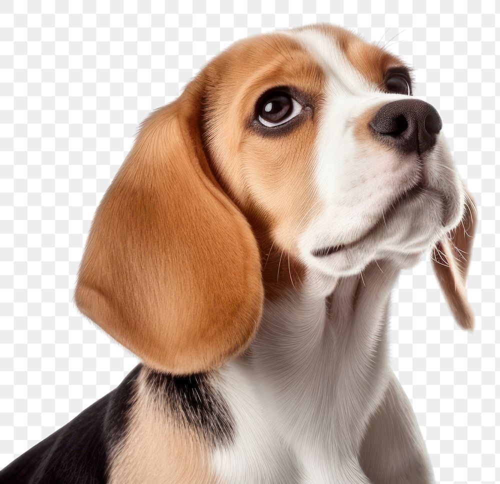 PNG Beagle animal mammal hound. 