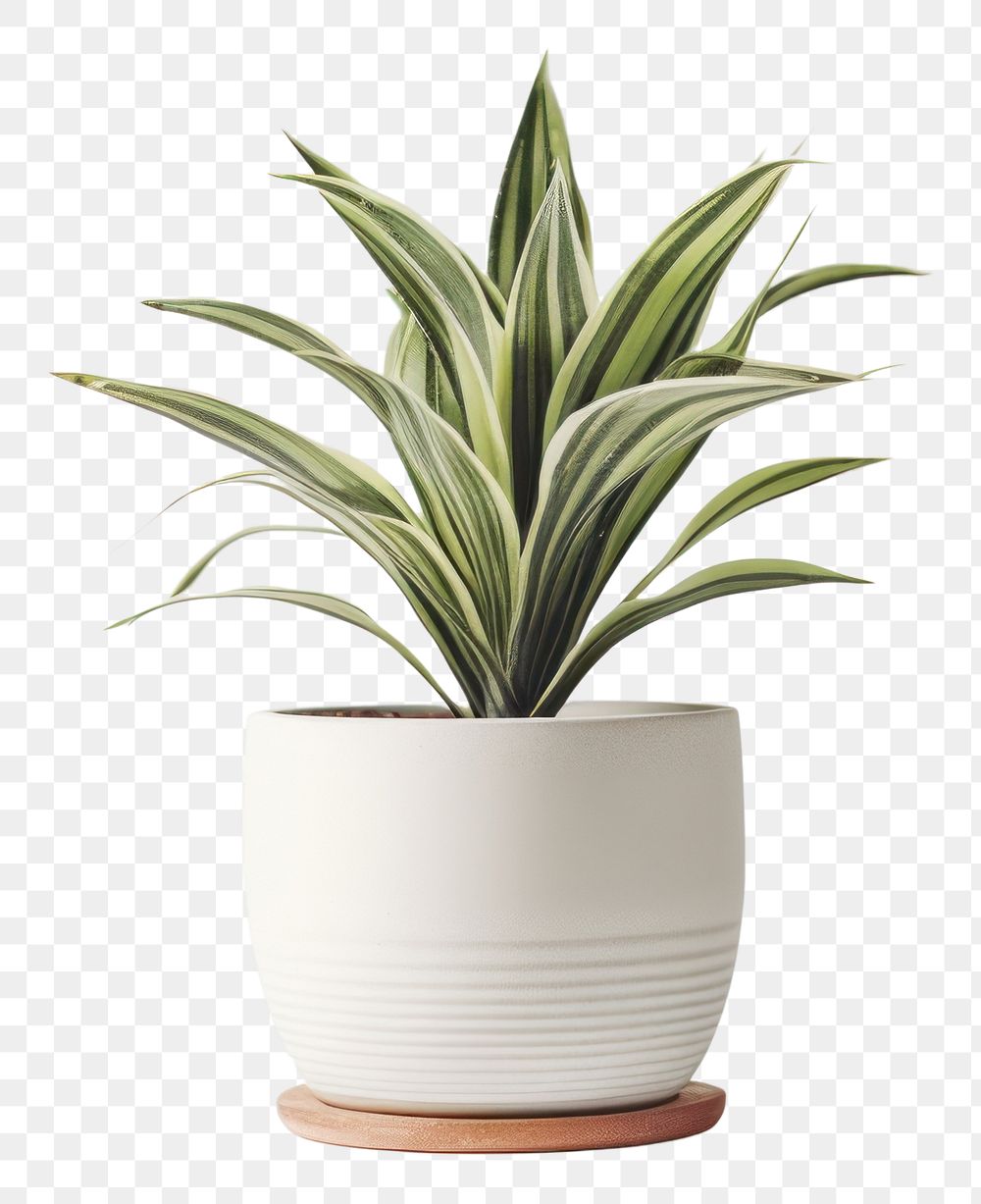 PNG Plant vase transparent background potted plant