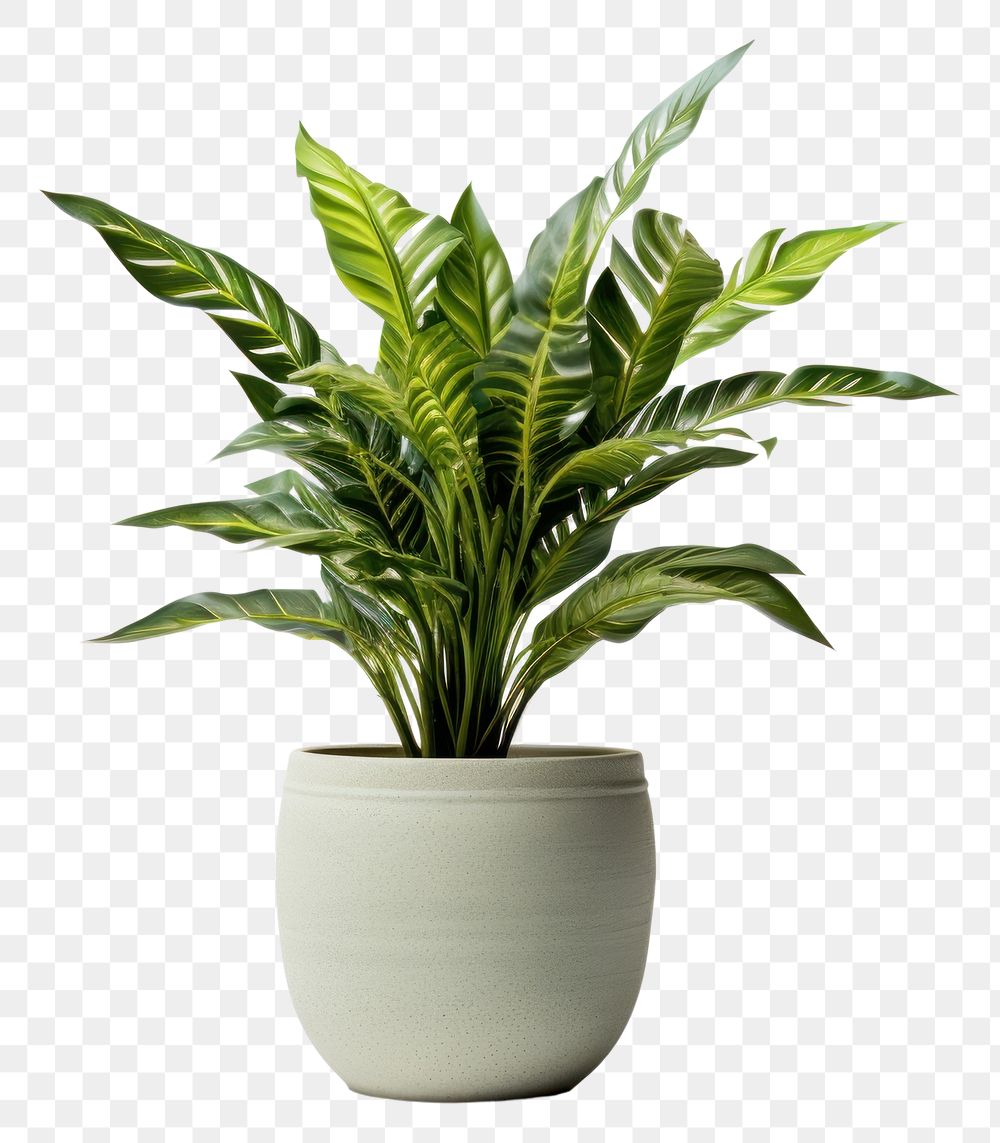 PNG Plant vase leaf pot. 