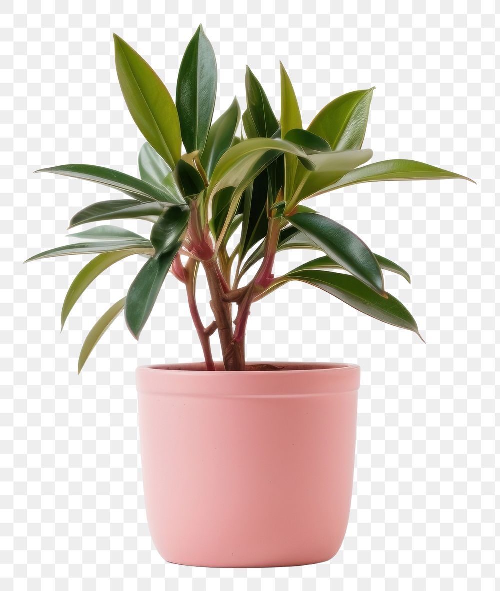 PNG Plant leaf pot transparent background. 